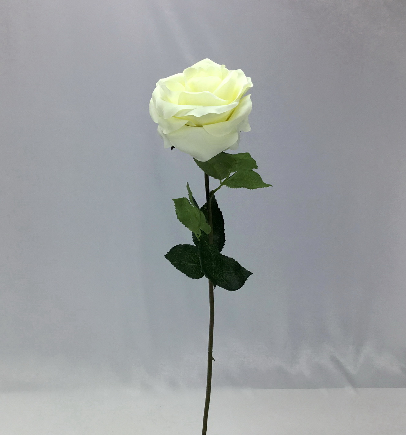 กุหลาบสีครีมดอกใหญ่ Rose-cream L