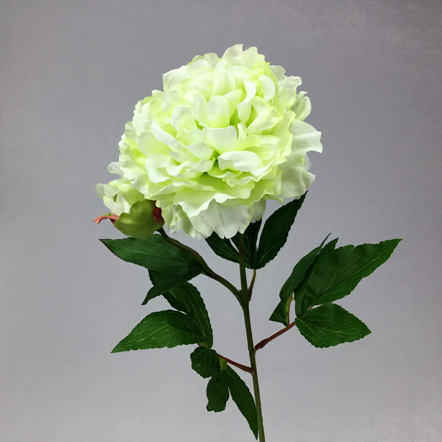 ดอกพีโอนีสีครีม ดอกไม้ประดับตกแต่งงานพิธีต่างๆ